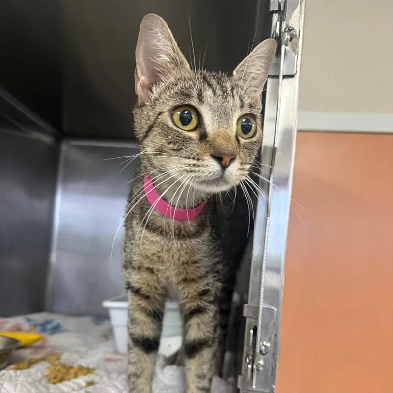 An adult medium-sized female Brown / Chocolate Domestic Short Hair cat named Ambrosia for adoption in Lakeland, FL