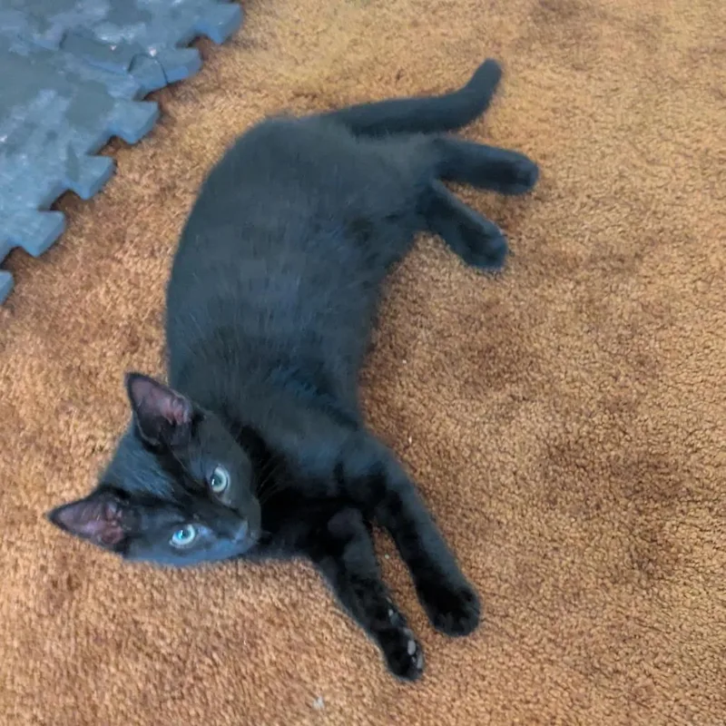 A baby small-sized male Black Domestic Medium Hair cat named Sebastian for adoption in Ashland, VA