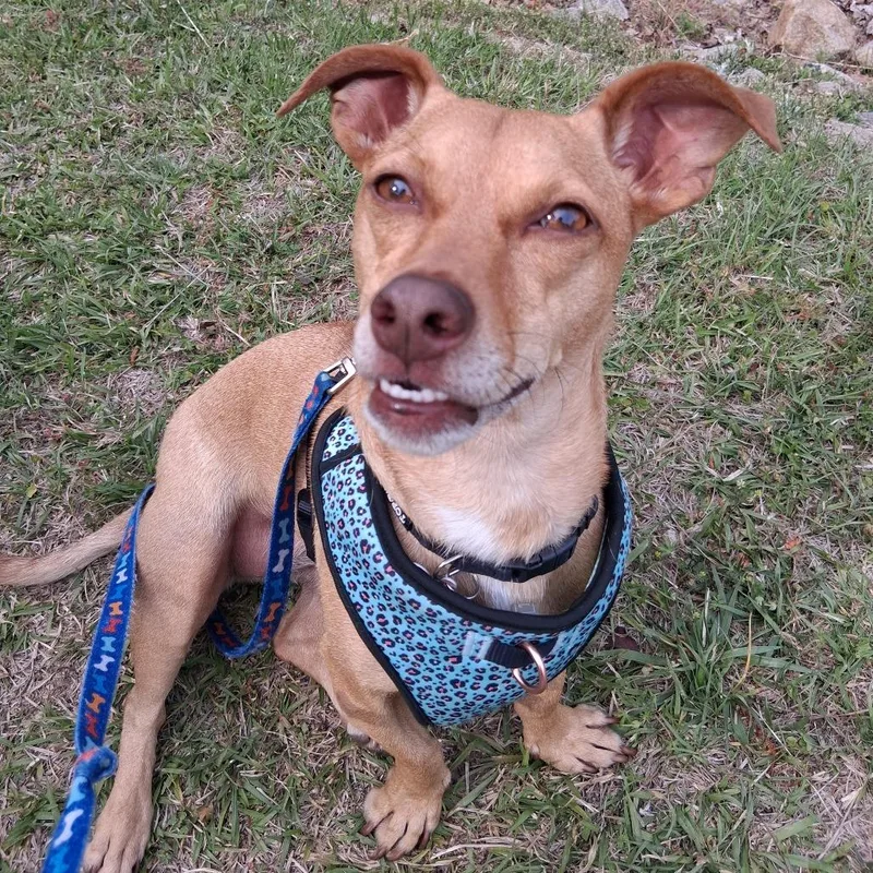 An adult small-sized female Yellow / Tan / Blond / Fawn Dachshund dog named Sweet Pea for adoption in Wake Forest, NC