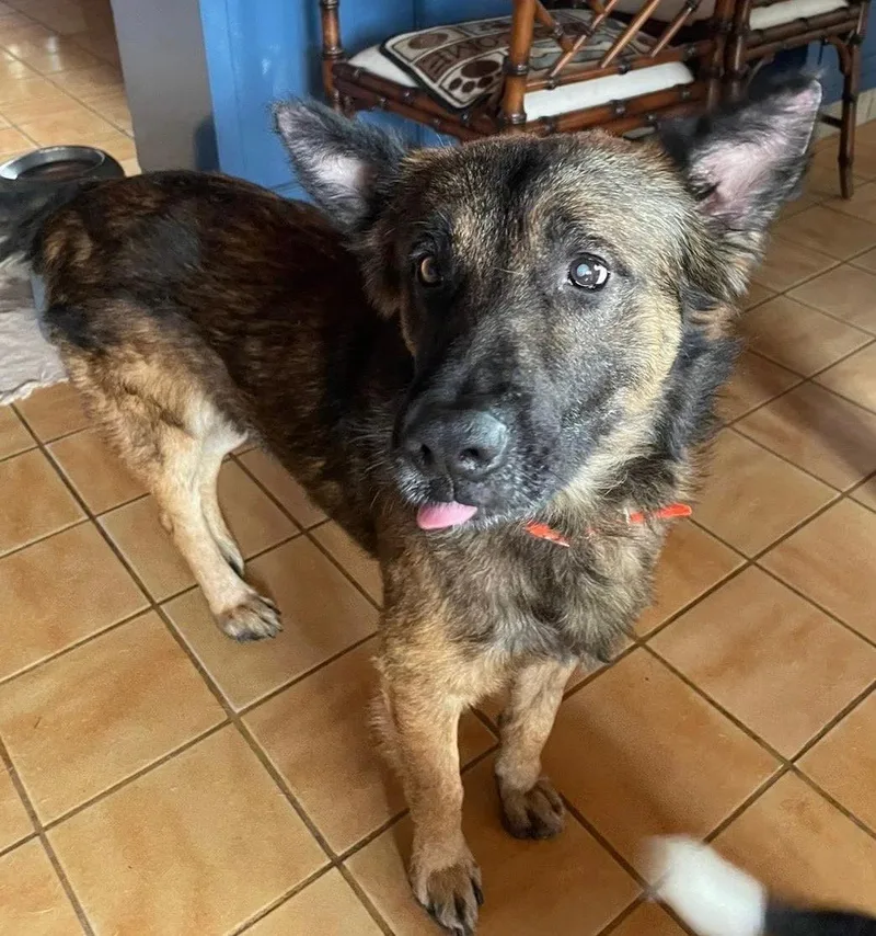 An adult medium-sized male German Shepherd Dog dog named Max for adoption in Oakland, CA