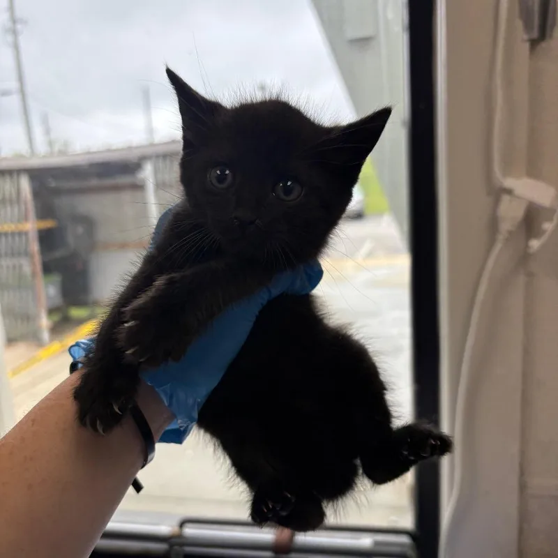 A baby small-sized female Black Domestic Short Hair cat named Scarlett for adoption in Columbiana, AL