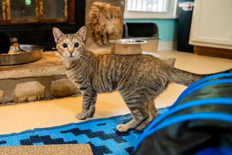 A young medium-sized female Tabby (Brown / Chocolate) Domestic Short Hair cat named Pistachio for adoption in Dellslow, WV