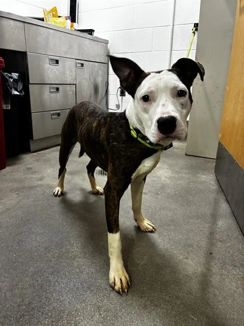A young medium-sized male Pit Bull Terrier dog named Milo for adoption in Upper Marlboro, MD