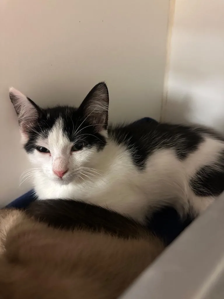 A baby small-sized male Domestic Short Hair cat named Zorro for adoption in Johnson City, TN