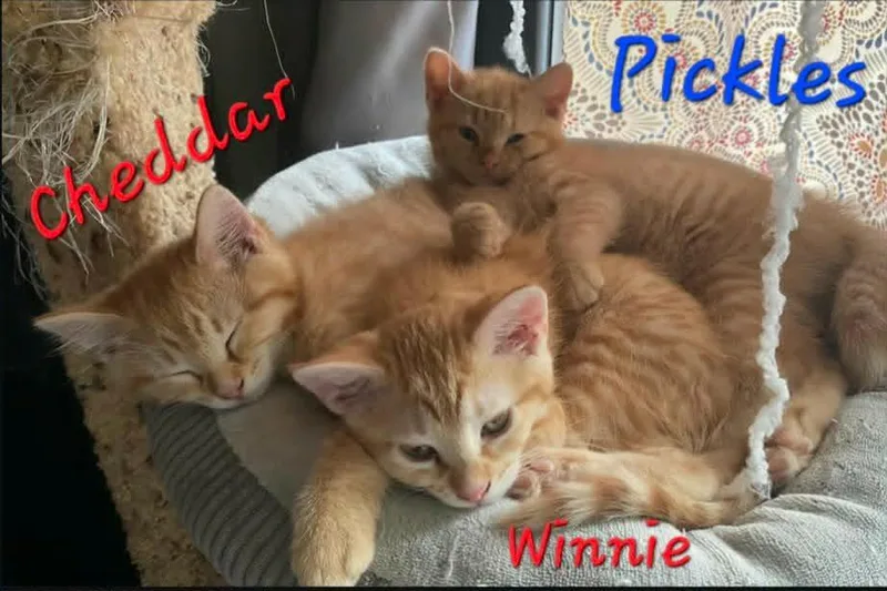 A baby small-sized female Domestic Short Hair cat named Cheddar for adoption in Sprakers, NY