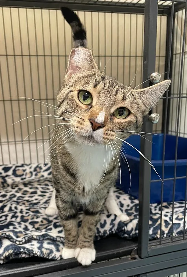 An adult medium-sized female Tabby (Gray / Blue / Silver) Domestic Short Hair cat named Sasha for adoption in New Windsor, NY