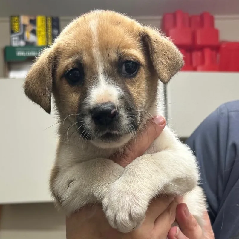 A baby medium-sized female White / Cream Mixed Breed dog named Spice for adoption in Huntsville, AL