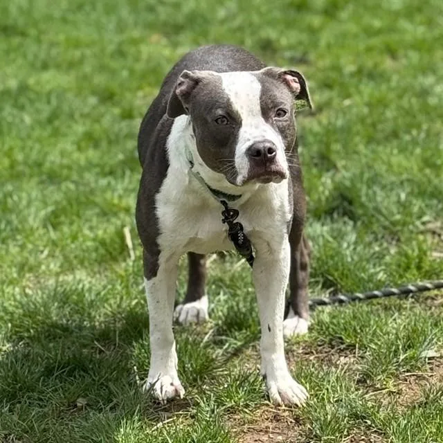 A young medium-sized female Pit Bull Terrier dog named True for adoption in Aliquippa, PA
