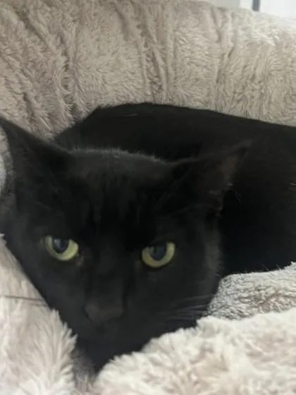 A senior small-sized male Domestic Short Hair cat named Mario for adoption in North Miami Beach, FL