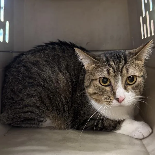 An adult medium-sized male Domestic Short Hair cat named Teddy  Bonded Buddy for adoption in Des Moines, IA
