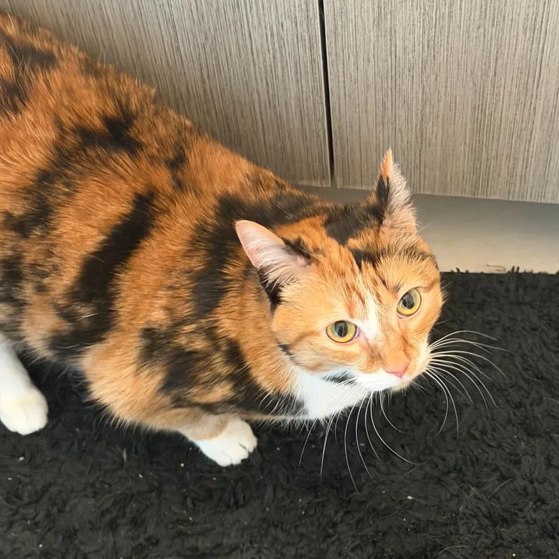 An adult large-sized female Calico Domestic Short Hair cat named Pollen for adoption in Evanston, IL