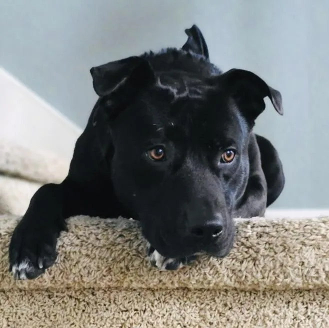 A young large-sized female Black Pit Bull Terrier dog named Luna for adoption in Pleasant Hill, CA