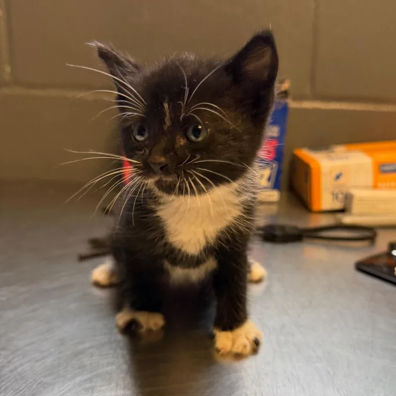 A baby small-sized female Black Domestic Short Hair cat named Hatty for adoption in Tuscaloosa, AL