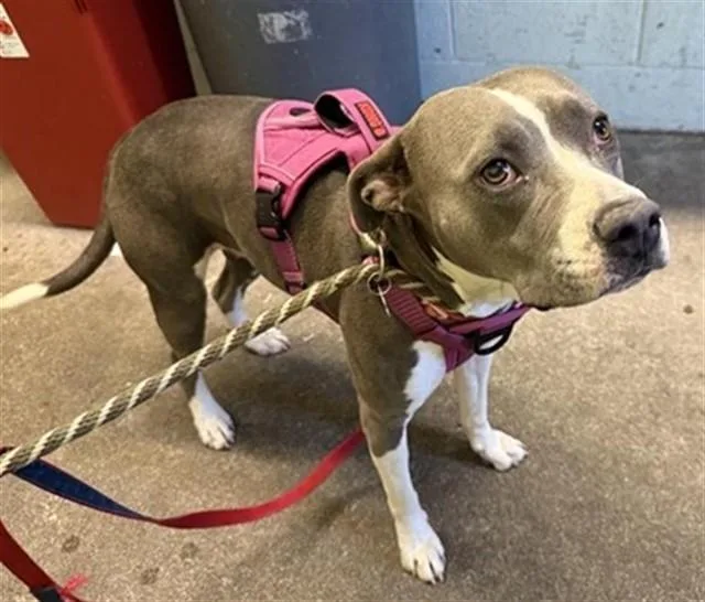 A young large-sized female Pit Bull Terrier dog named Vivian for adoption in Sacramento, CA