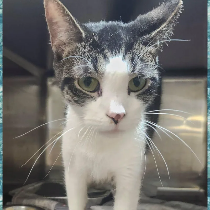 A young medium-sized female Brown / Chocolate Domestic Short Hair cat named Gina for adoption in Wheeling, IL