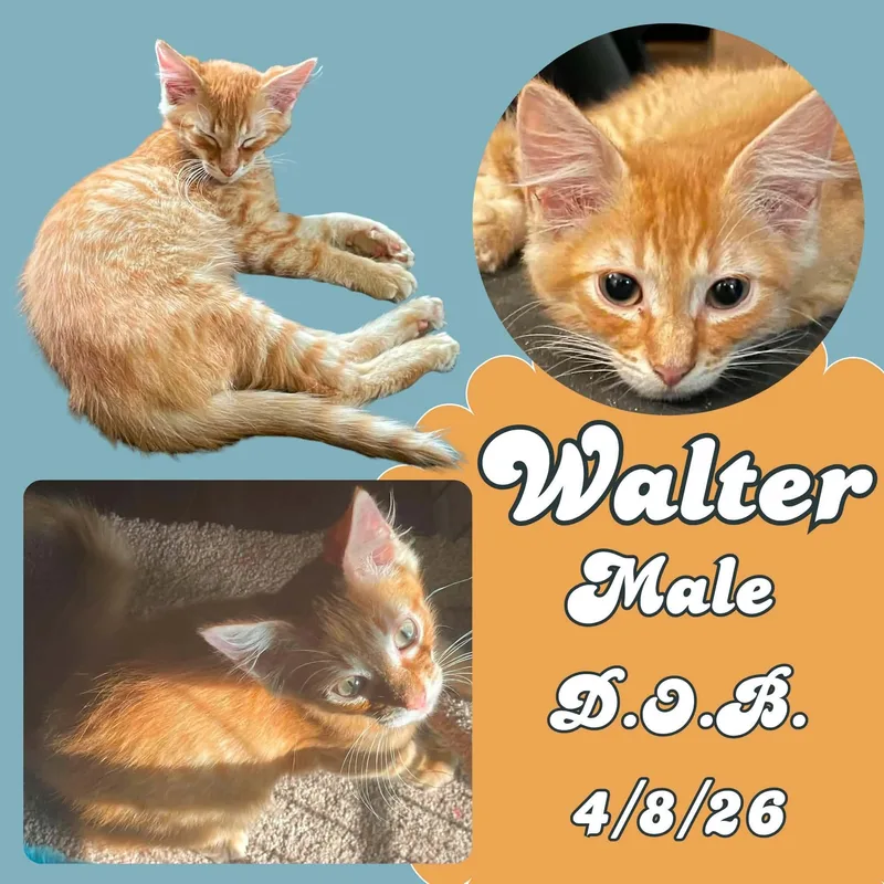 A baby medium-sized male Tabby (Orange / Red) Domestic Short Hair cat named Walter for adoption in Caldwell, TX