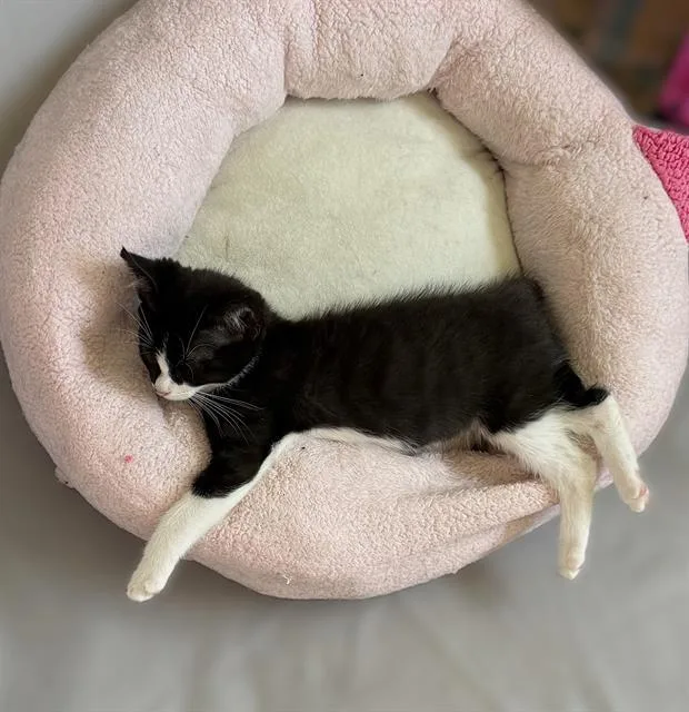 A baby small-sized male Domestic Short Hair cat named Spidey for adoption in Sacramento, CA