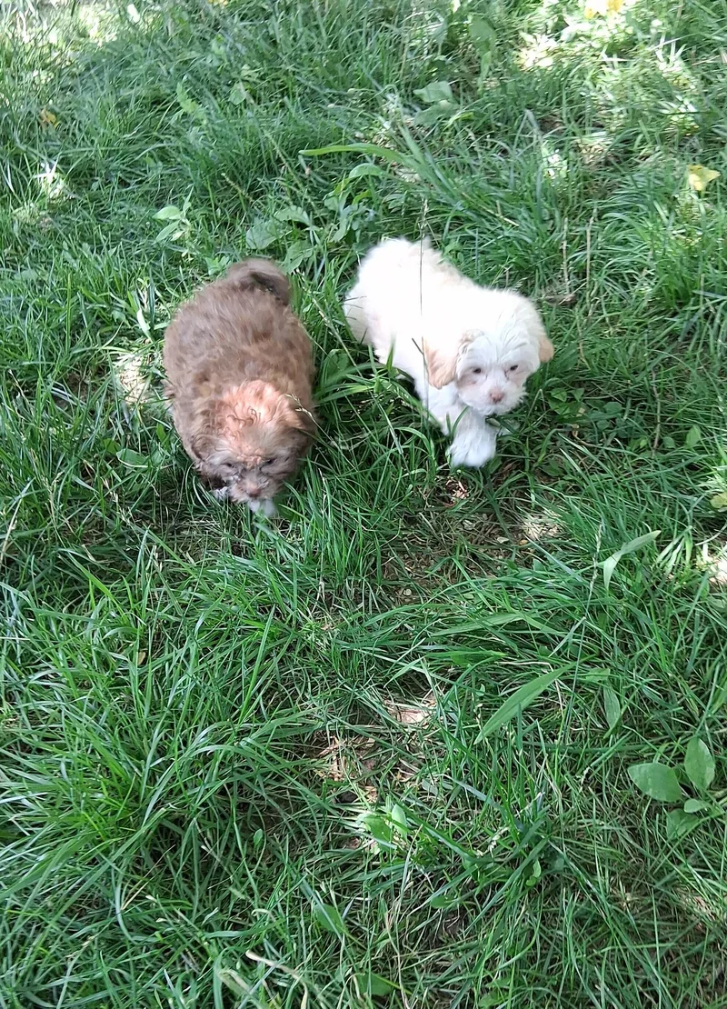 A baby small-sized female Apricot / Beige Shih Tzu dog named Puppies for adoption in Staatsburg, NY