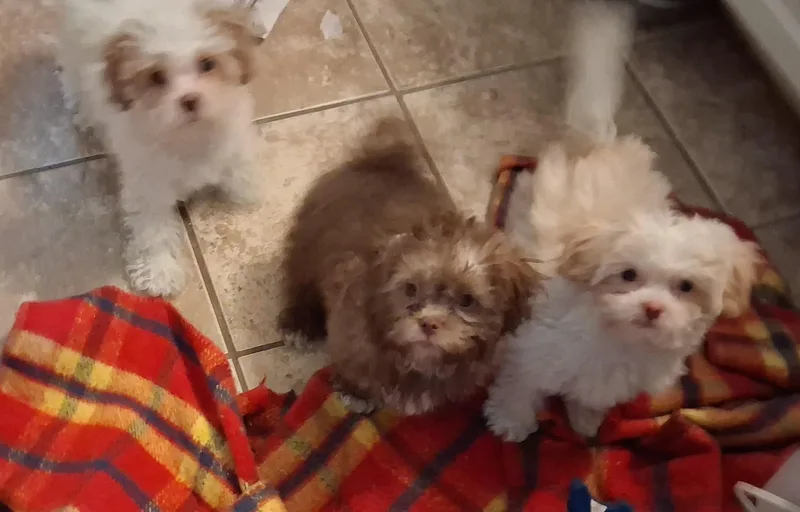 Puppies thumbnail 2