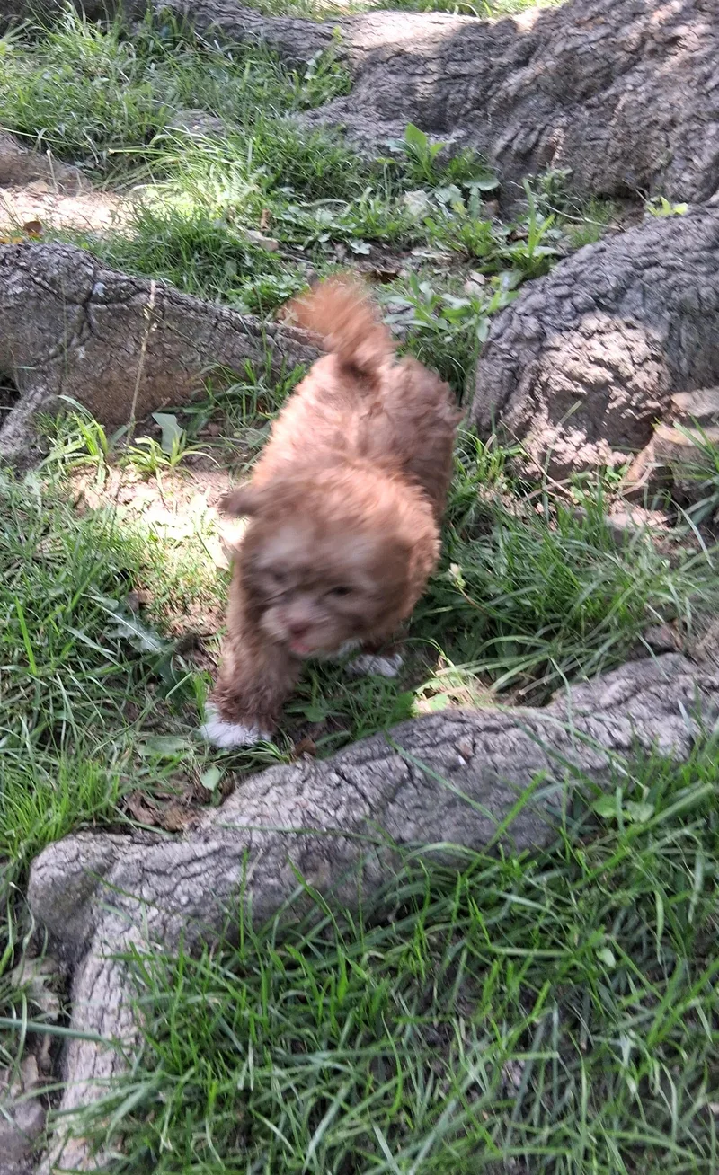 Puppies thumbnail 3