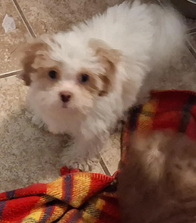 Puppies thumbnail 4