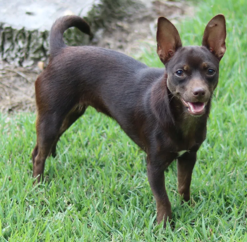 A young small-sized female Chihuahua dog named Shirley for adoption in Cedartown, GA