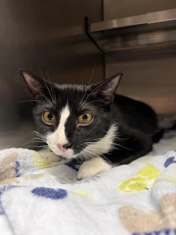 An adult medium-sized female Domestic Short Hair cat named Veronica for adoption in Great Falls, MT
