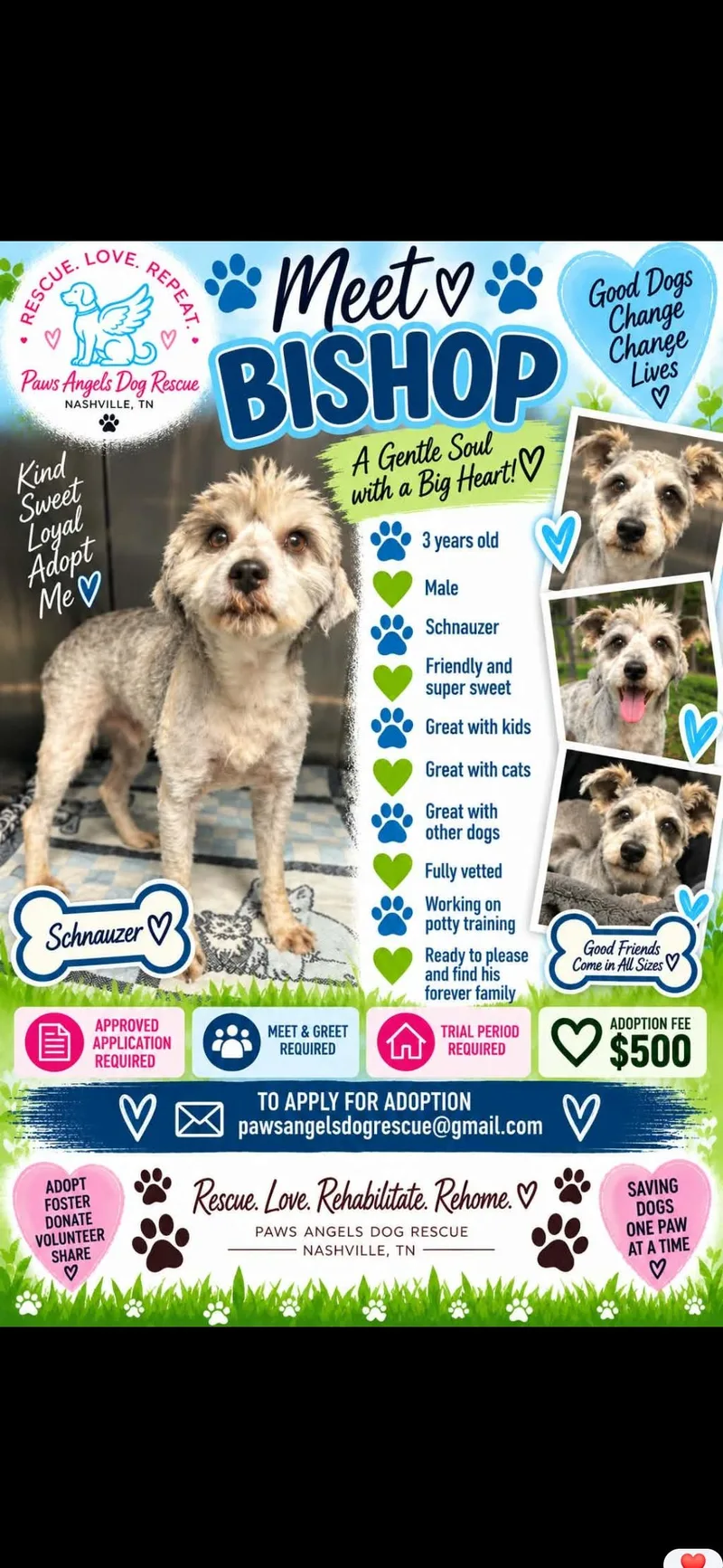 An adult small-sized male Miniature Schnauzer dog named Bishop for adoption in Antioch, TN