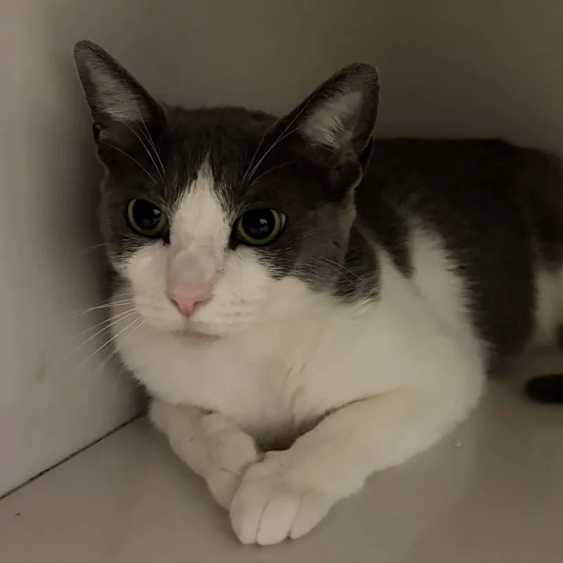 A young medium-sized female Gray & White Domestic Short Hair cat named Daisy for adoption in Antioch, CA