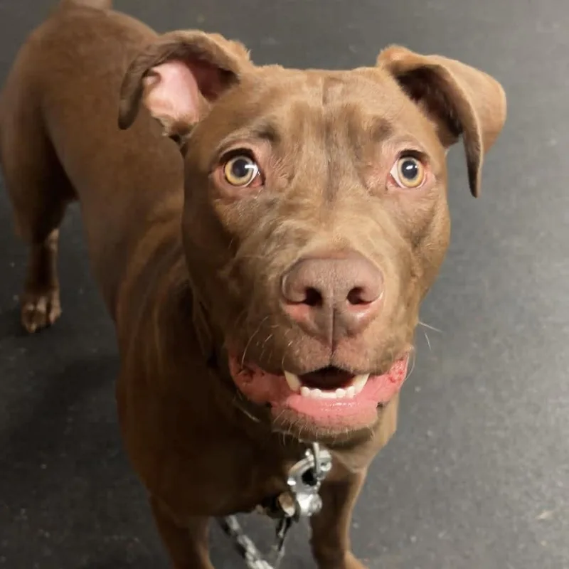 A young medium-sized male Terrier dog named Zeus for adoption in Valparaiso, IN