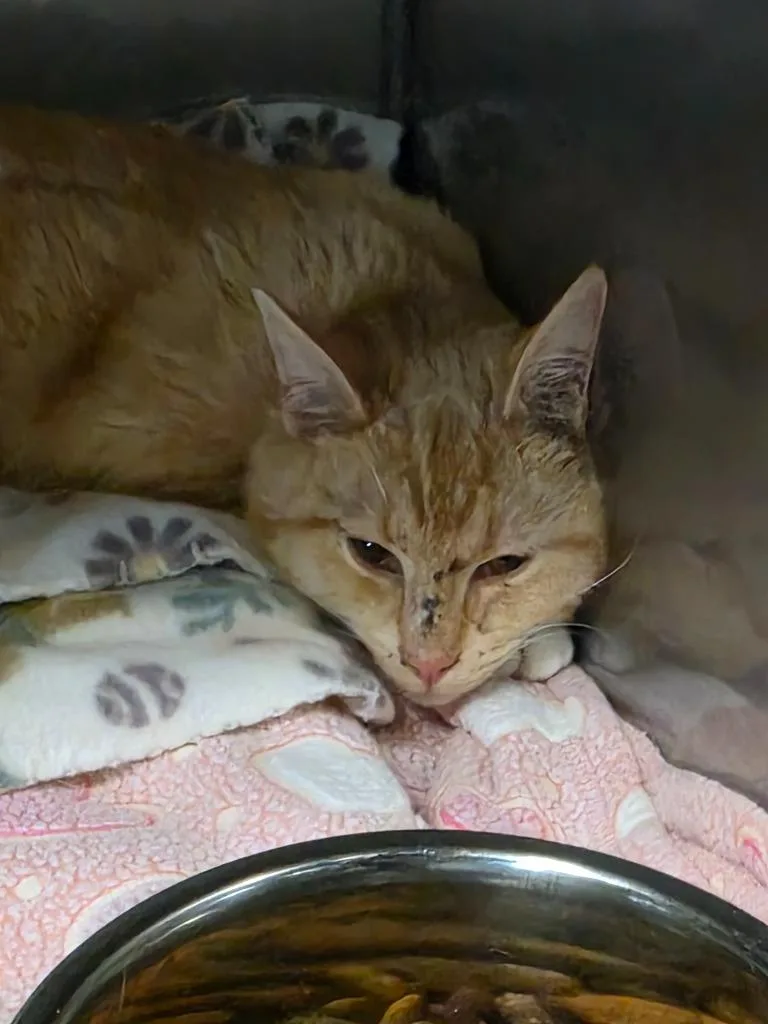 An adult medium-sized male Domestic Short Hair cat named Sarge for adoption in Huntington, IN