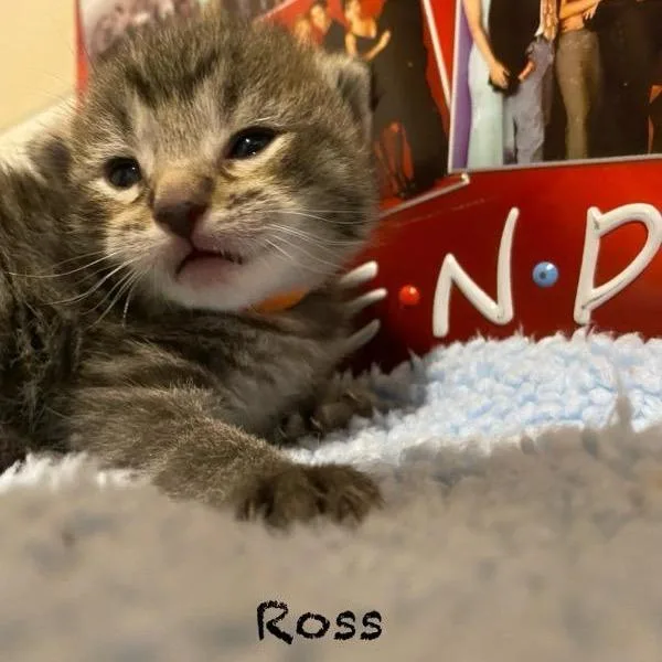 A baby small-sized male Gray / Blue / Silver Domestic Short Hair cat named Ross for adoption in Centerville, TN