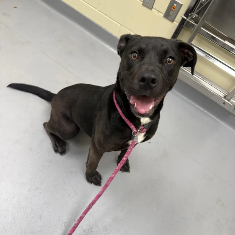 A young medium-sized female Black Mixed Breed dog named Pitty Pat for adoption in Columbus, GA