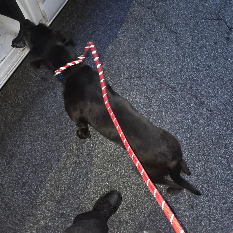 Pitty Pat thumbnail 2