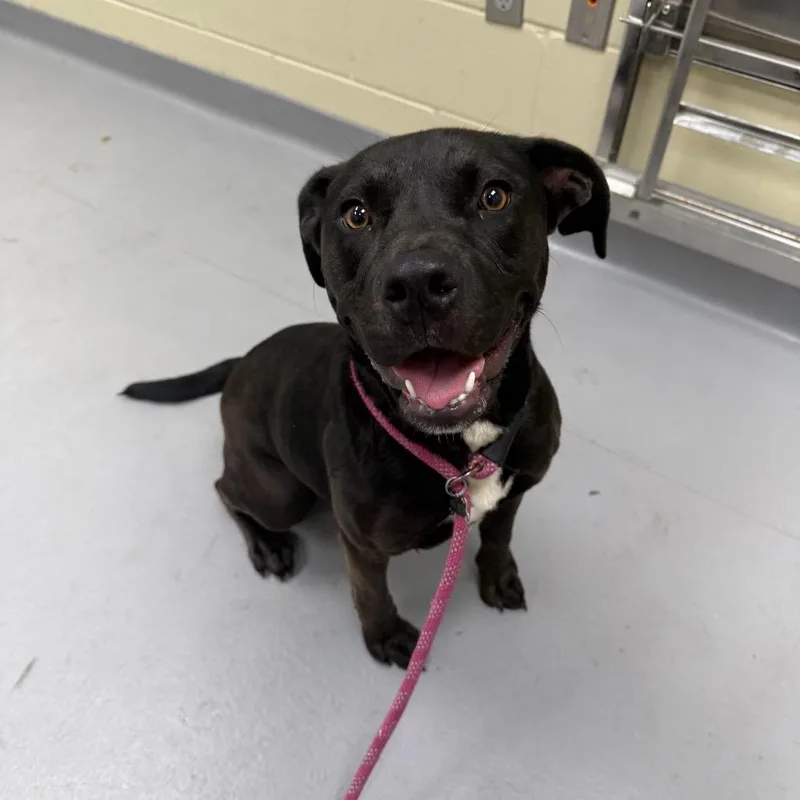 Pitty Pat thumbnail 3