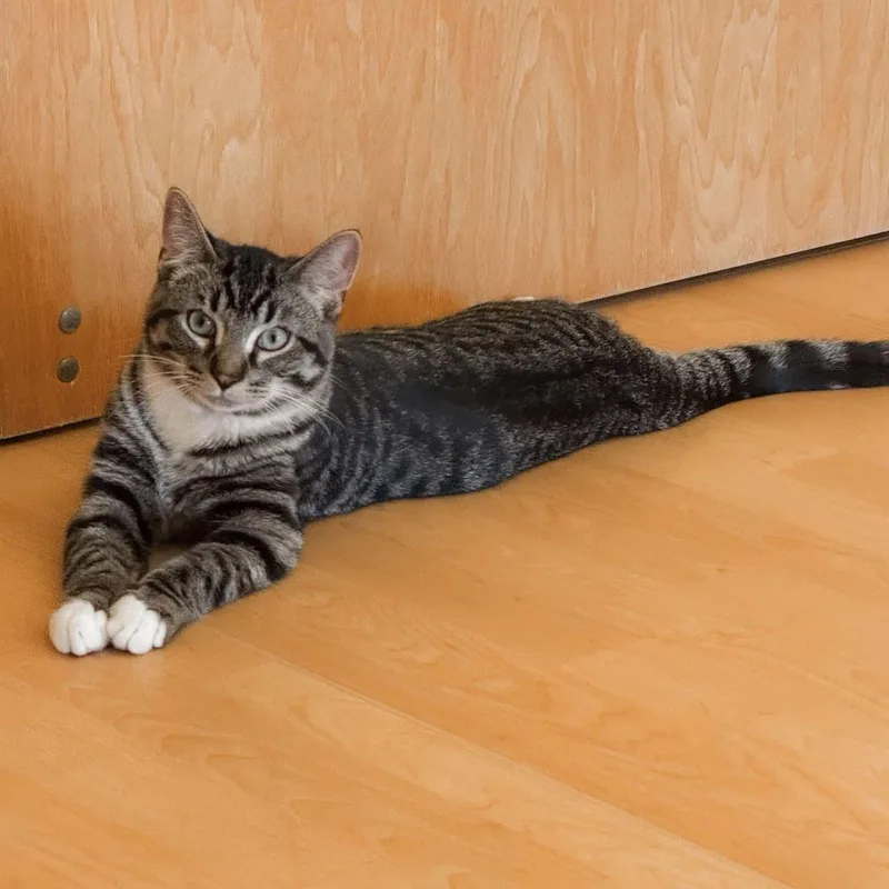 A young medium-sized male Tabby (Gray / Blue / Silver) Domestic Short Hair cat named Thursday for adoption in Fremont, MI