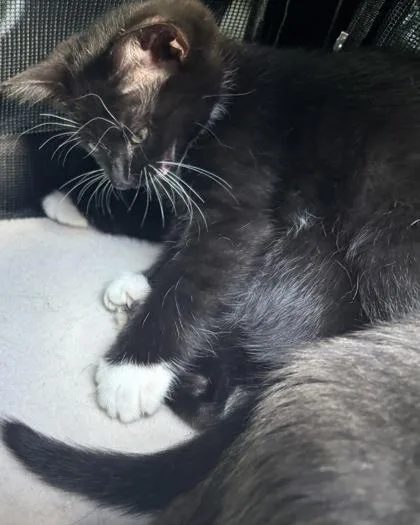 A baby small-sized female Domestic Short Hair cat named Hyrax for adoption in Chamblee, GA