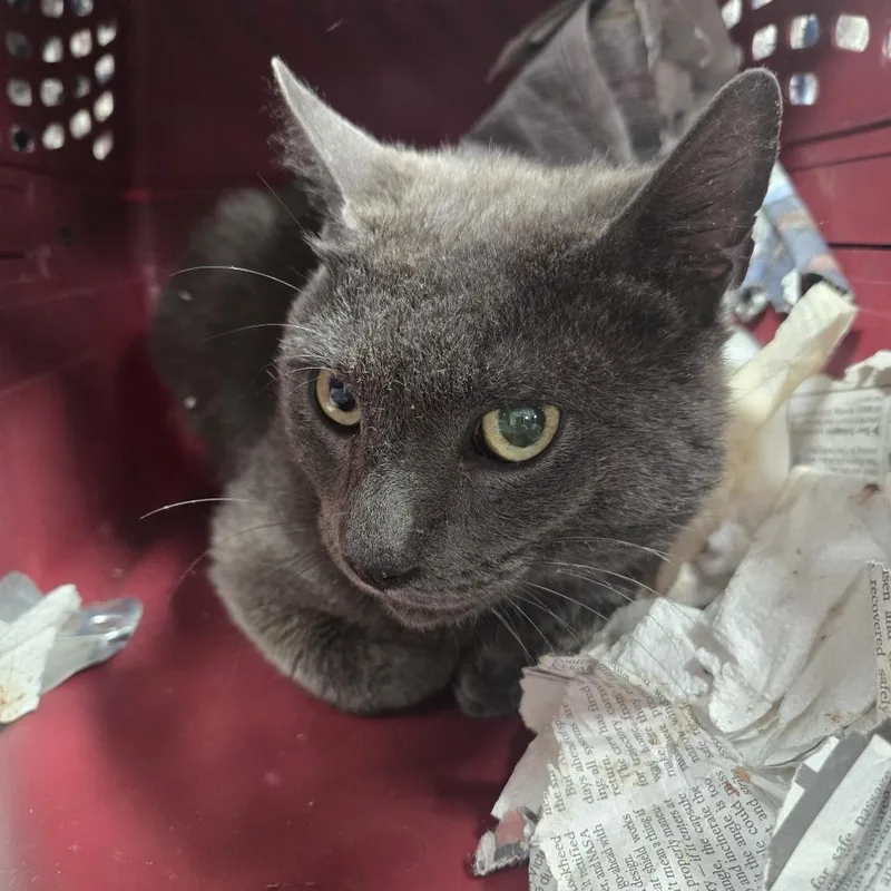 A baby large-sized male Gray / Blue / Silver Domestic Short Hair cat named Captain Crunch for adoption in Newark, NJ
