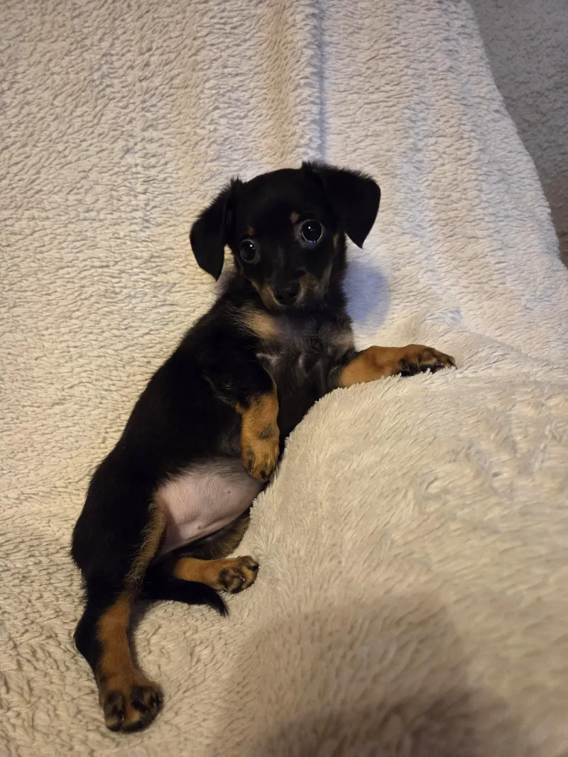 A baby small-sized female Black Chiweenie dog named Gordita for adoption in Oakdale, CA