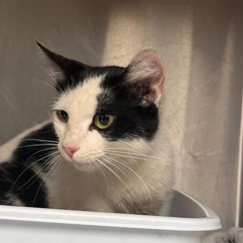 A young small-sized female Black Domestic Short Hair cat named Bletchley for adoption in Marion, VA
