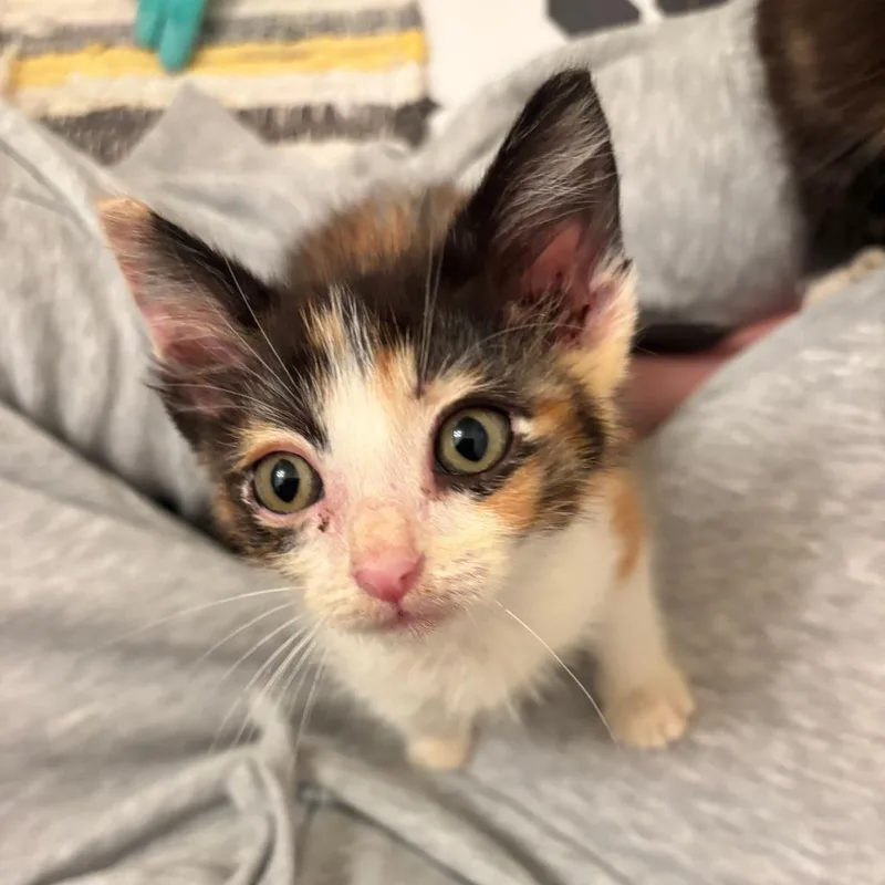 A baby small-sized female Black Domestic Short Hair cat named Bloom for adoption in Hattiesburg, MS