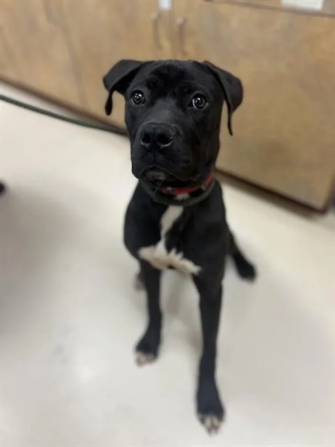 A young medium-sized male Cane Corso dog named Mango for adoption in Aliquippa, PA