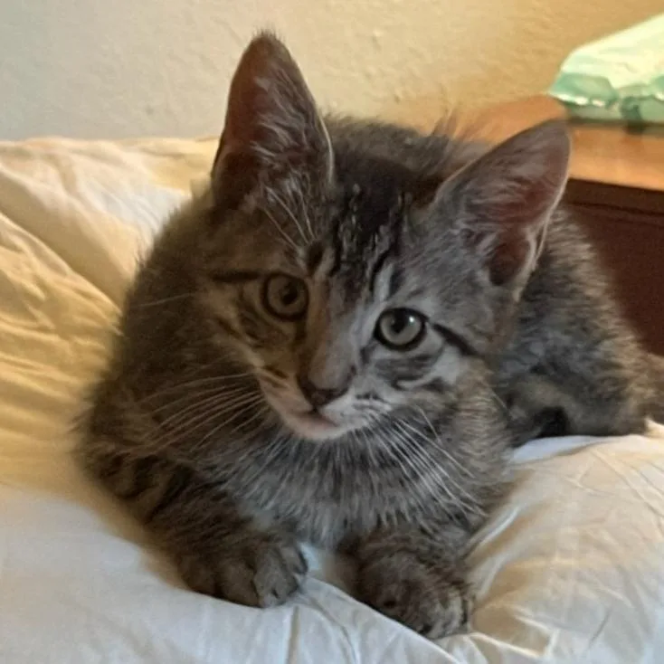 A baby small-sized male Brown / Chocolate Domestic Short Hair cat named Champ for adoption in Tacoma, WA