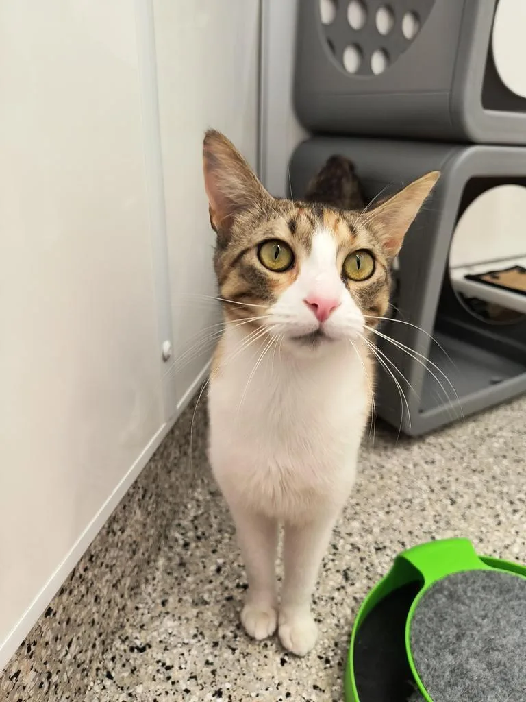 An adult medium-sized female Domestic Short Hair cat named Katie Kat for adoption in Detroit, MI