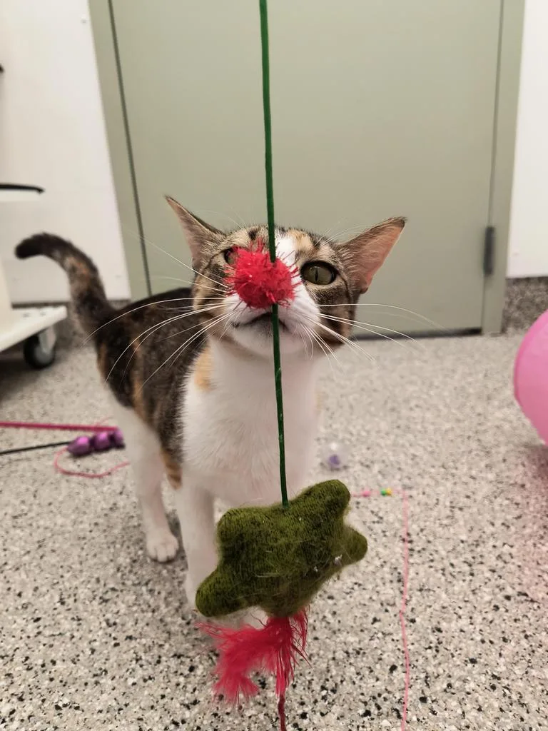 Katie Kat thumbnail 3