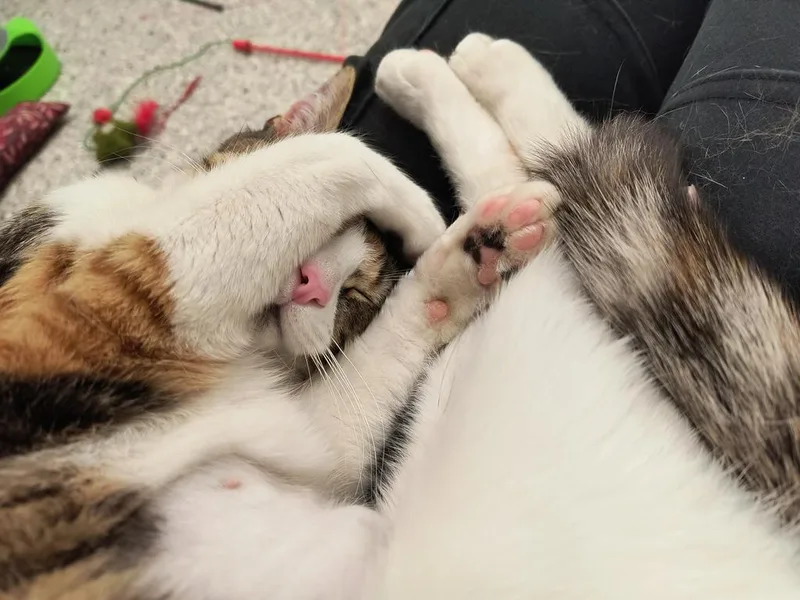 Katie Kat thumbnail 5