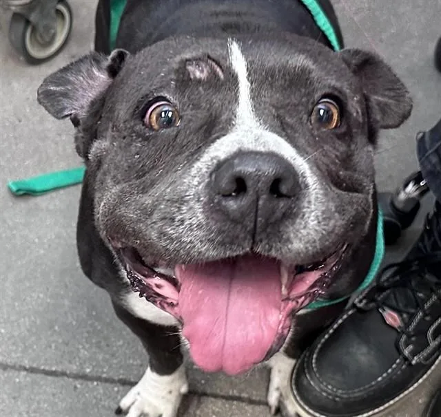 An adult large-sized female Pit Bull Terrier dog named Jazzy for adoption in Tucson, AZ