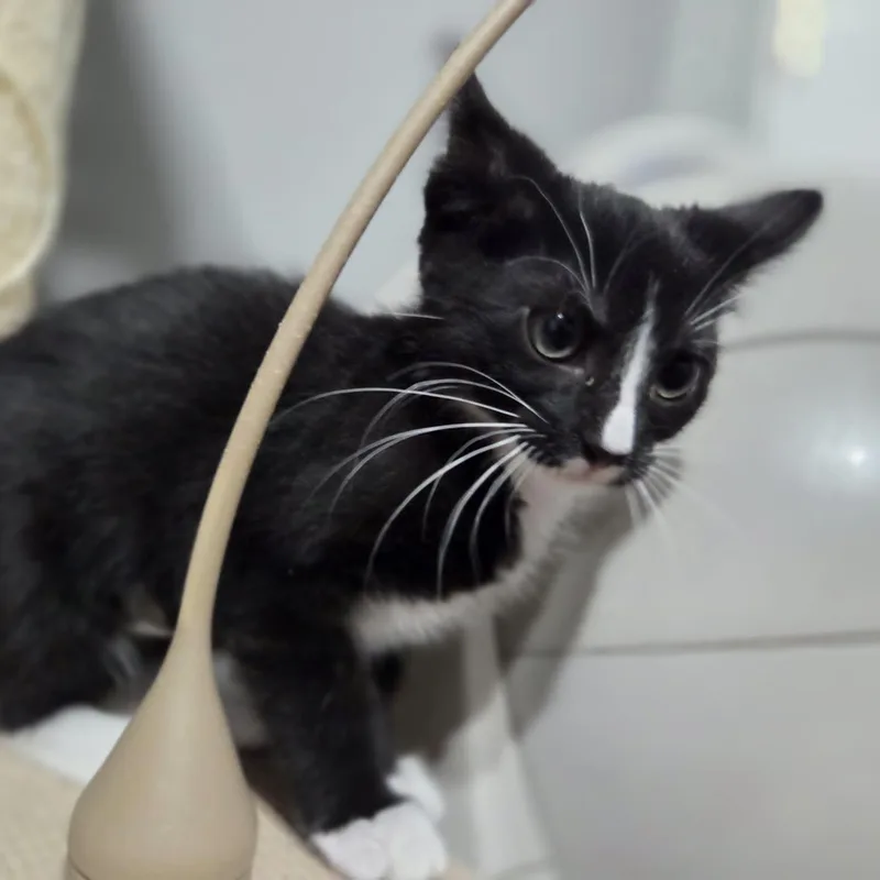 A baby medium-sized female Black & White / Tuxedo Domestic Short Hair cat named Raven for adoption in Loveland, CO