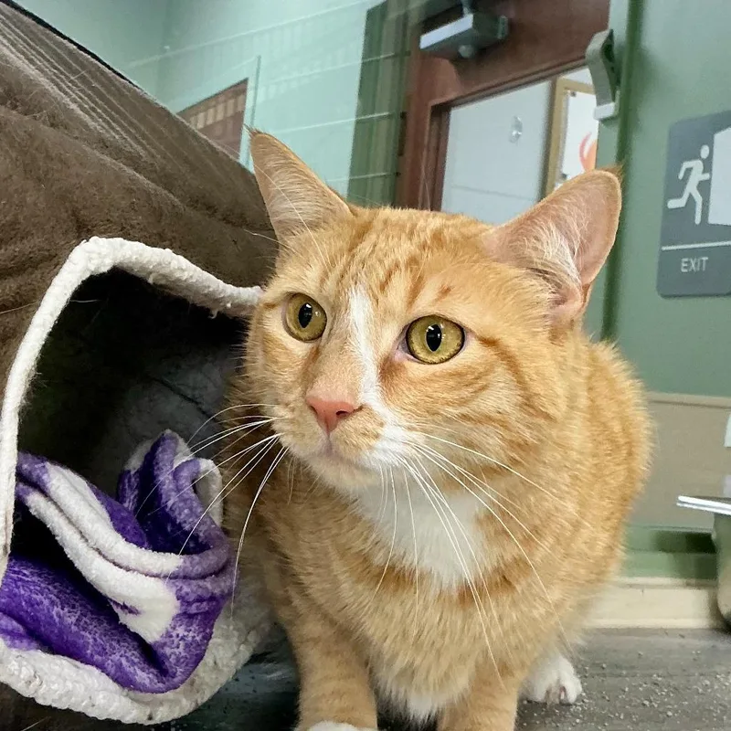 An adult medium-sized male Domestic Short Hair cat named Lox for adoption in State College, PA