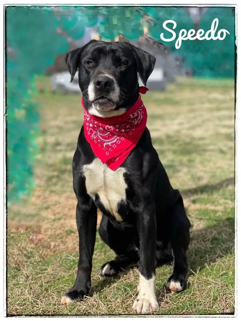 An adult large-sized male Black Labrador Retriever dog named Hank aka Speedo for adoption in Maryville, TN